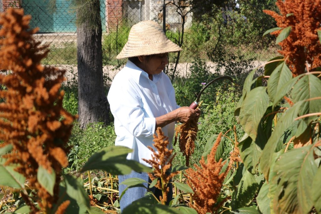 ICAPET-CURSOS-AGROPECUARIOS-1