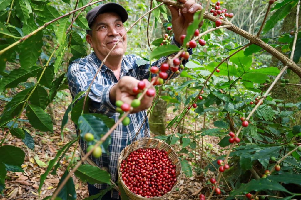 2-SEDECO-Tendran-proyeccion-nacional-e-internacional-cafetaleras-y-cafetaleros-de-Oaxaca