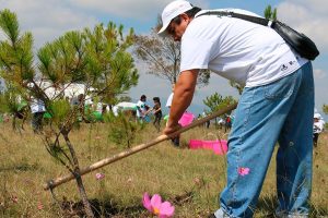 Reforestarán con Mega Tequio suelos de la nación Chocho-Mixteca-3