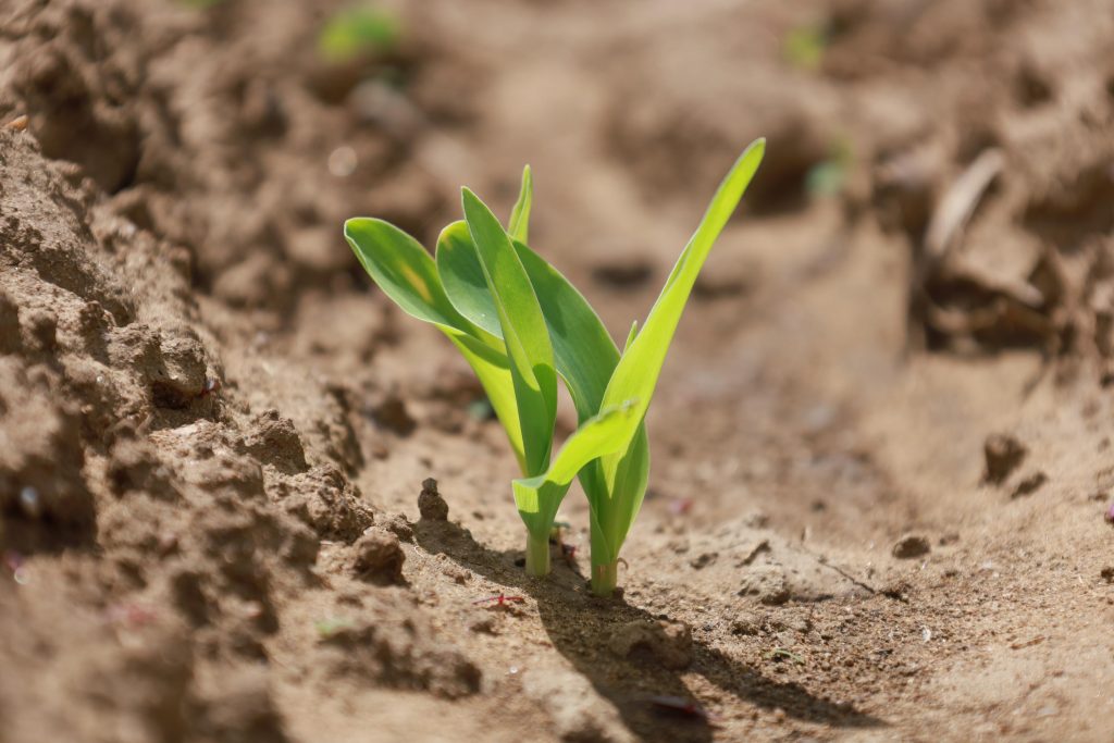 Convoca SSO a participar en el curso Agroecológico de plagas y enfermedades