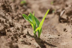Convoca SSO a participar en el curso Agroecológico de plagas y enfermedades