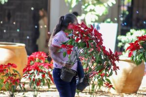 5.Obsequia Sefader más de cinco mil noche buenas a la población oaxaqueña