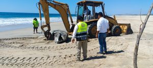 Atiende Protección Civil varamiento de ballena en playa de Oaxaca (2)