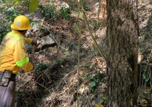 Realiza Coesfo brecha corta en San Miguel del Puerto (1)