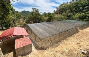 2.Inaugura Coesfo dos viveros de café en San Gabriel Mixtepec
