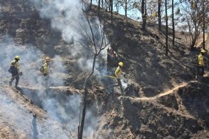 3.Reporta Coesfo control de incendio forestal en Santiago Minas y Santa Catarina Juquila