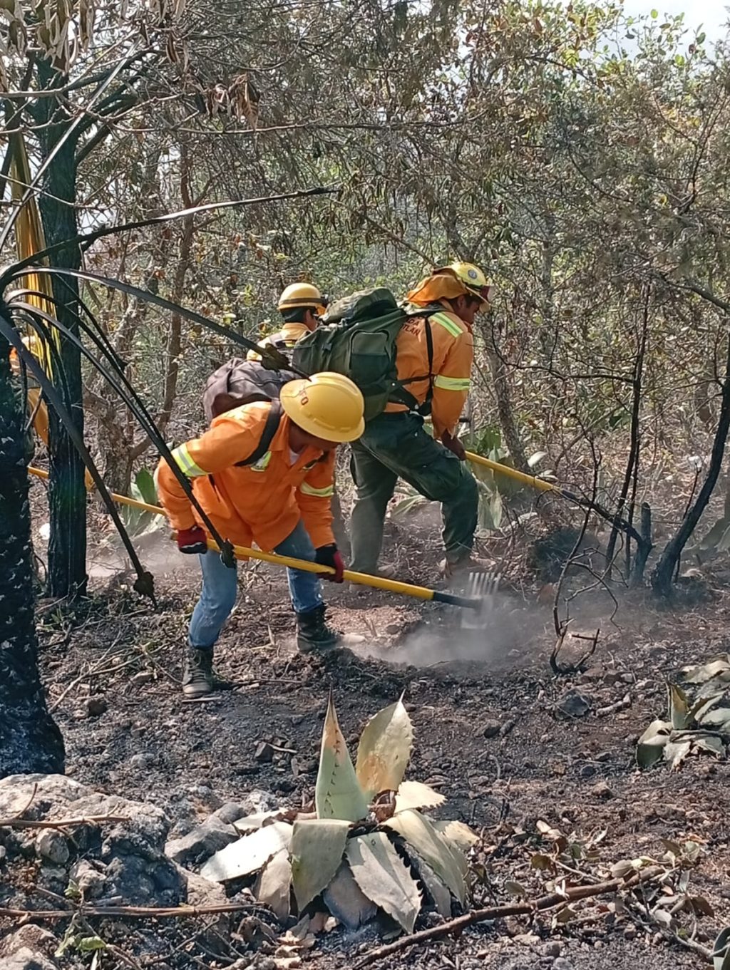 Atiende Gobierno de Oaxaca 7 incendios forestales en la entidad 6