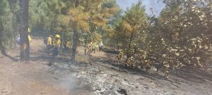 Controla Coesfo incendio forestal en San Juan Mixtepec (4)