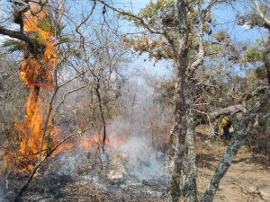 Controla Coesfo incendio forestal intermunicipal en la Sierra Sur 4