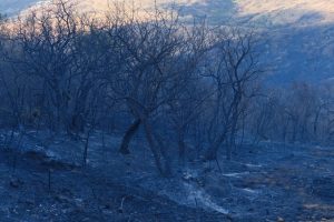 Reforzó Gobierno de Oaxaca labores de combate de incendio forestal con 33 descargas aéreas-5