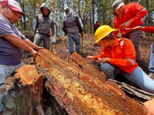 Refuerza Coesfo acciones de saneamiento forestal en los Valles Centrales (6)