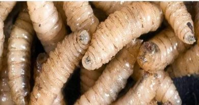 495152857_1144593071020820_8862299387747418670_n-390x205