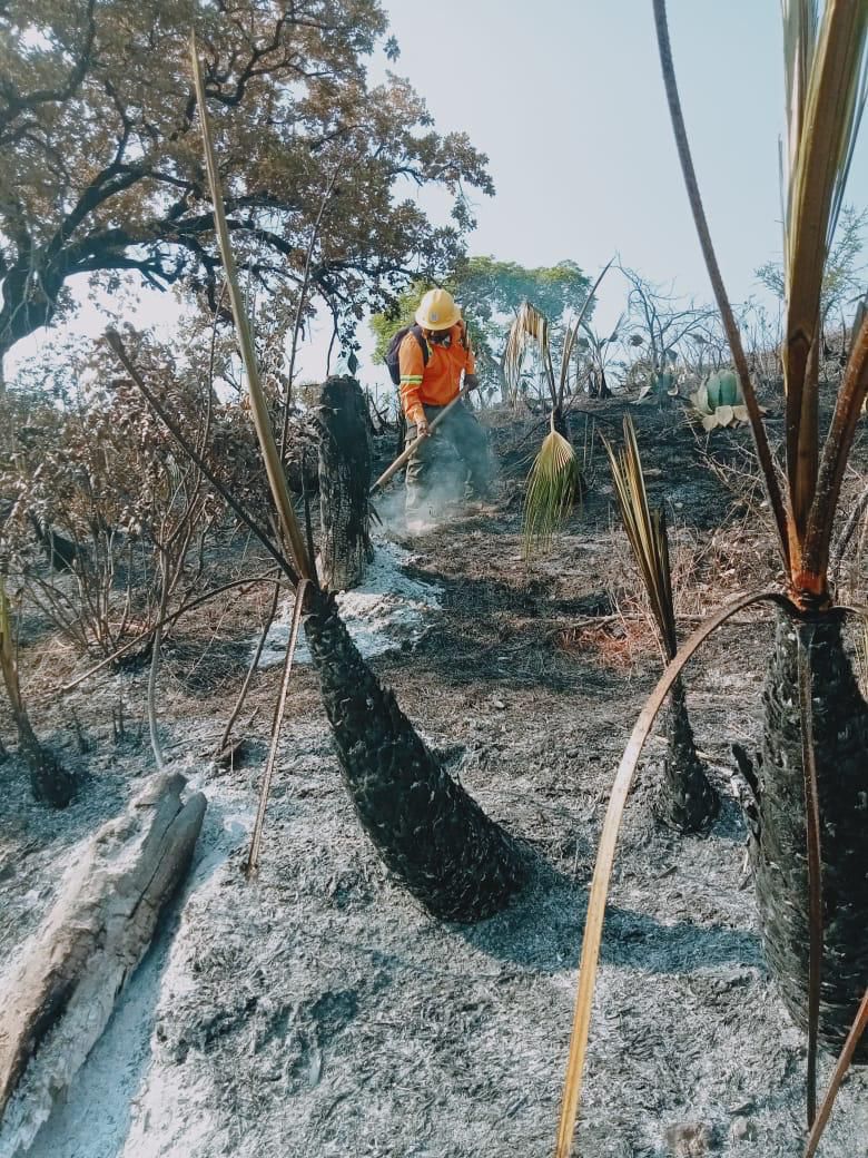 Atiende Coesfo incendio forestal en San Mateo Nejápam (2)