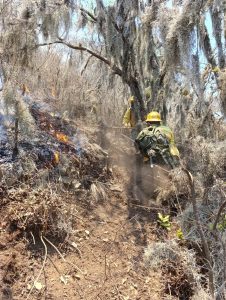 Controla Coesfo incendio forestal en Santa María Tecomavaca 4