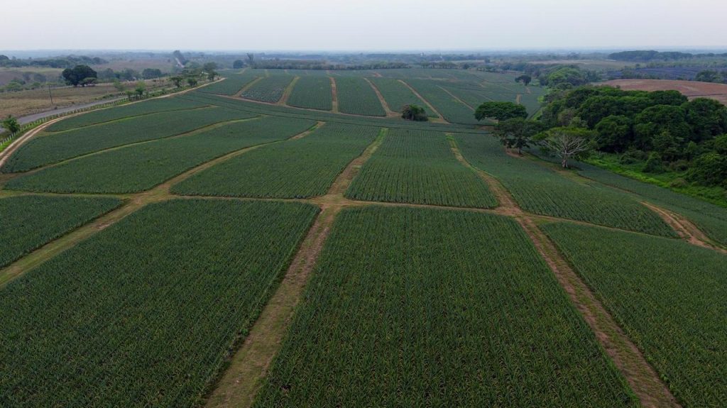 Otorga Gobernador de Oaxaca apoyos por más de 10 mdp al campo y la ganadería de Loma Bonita-6