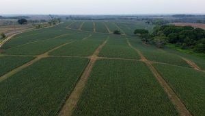Otorga Gobernador de Oaxaca apoyos por más de 10 mdp al campo y la ganadería de Loma Bonita-6