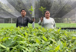3.Impulsa Coesfo reforestación de Valles Centrales mediante vivero en San Miguel Peras