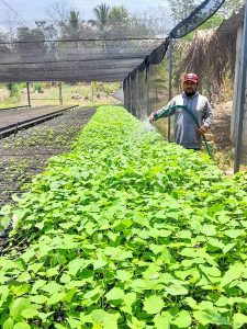 Coesfo invita a sumarse a la reforestación de la Cuenca del Papaloapan  (7)