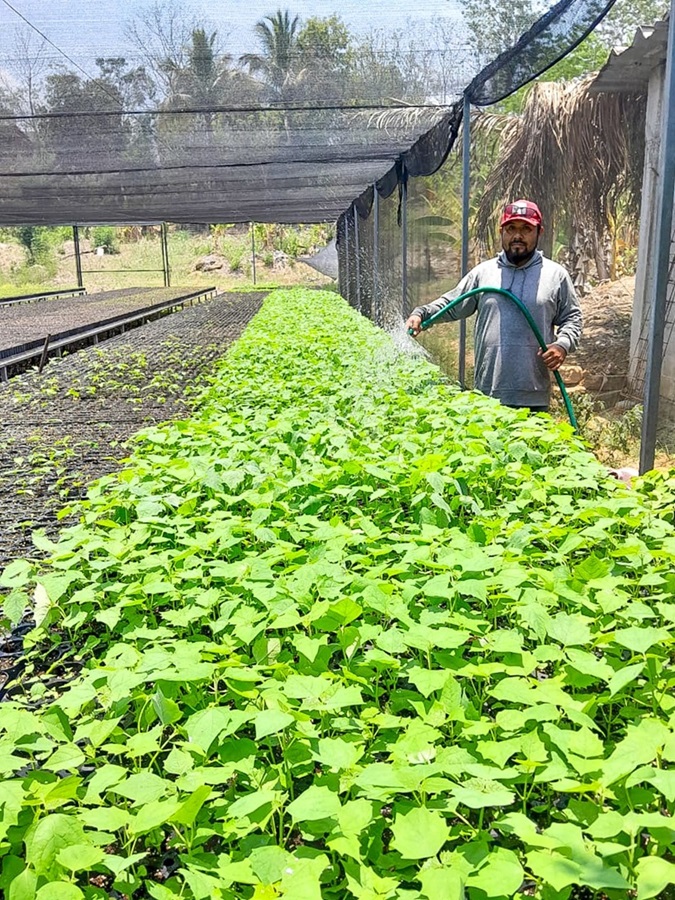 Coesfo invita a sumarse a la reforestación de la Cuenca del Papaloapan  (7)