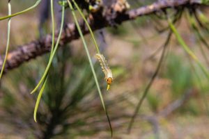 Coordina Coesfo acciones para la atención oportuna de plagas forestales (3)