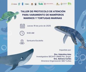 Impartirá Secretaría de Medio Ambiente taller para la atención de varamientos de mamíferos y tortugas marinas (2)