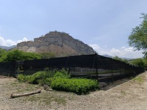 Invita Coesfo conocer el vivero de Teotitlán de Flores Magón (5)