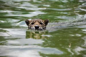 Presentará Gobierno de Oaxaca protocolo para liberación de felinos en el Festival del Medio Ambiente “Layú Stidu”-4