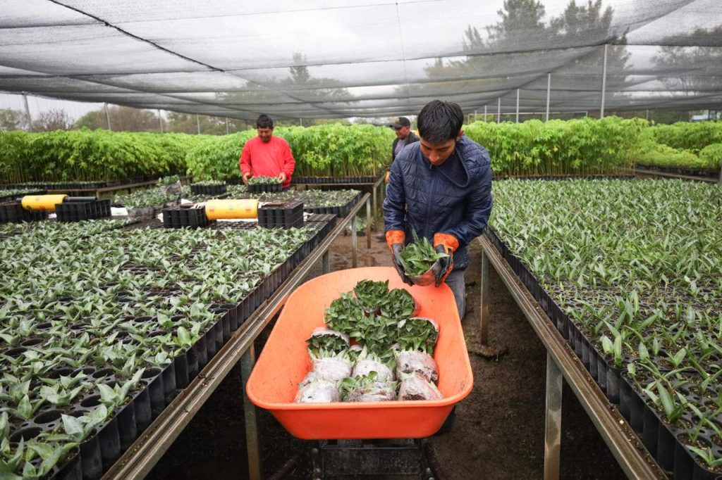 Produce Coesfo agave silvestre para contribuir a la restauración de suelos en Oaxaca-2