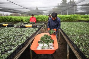 Produce Coesfo agave silvestre para contribuir a la restauración de suelos en Oaxaca-2