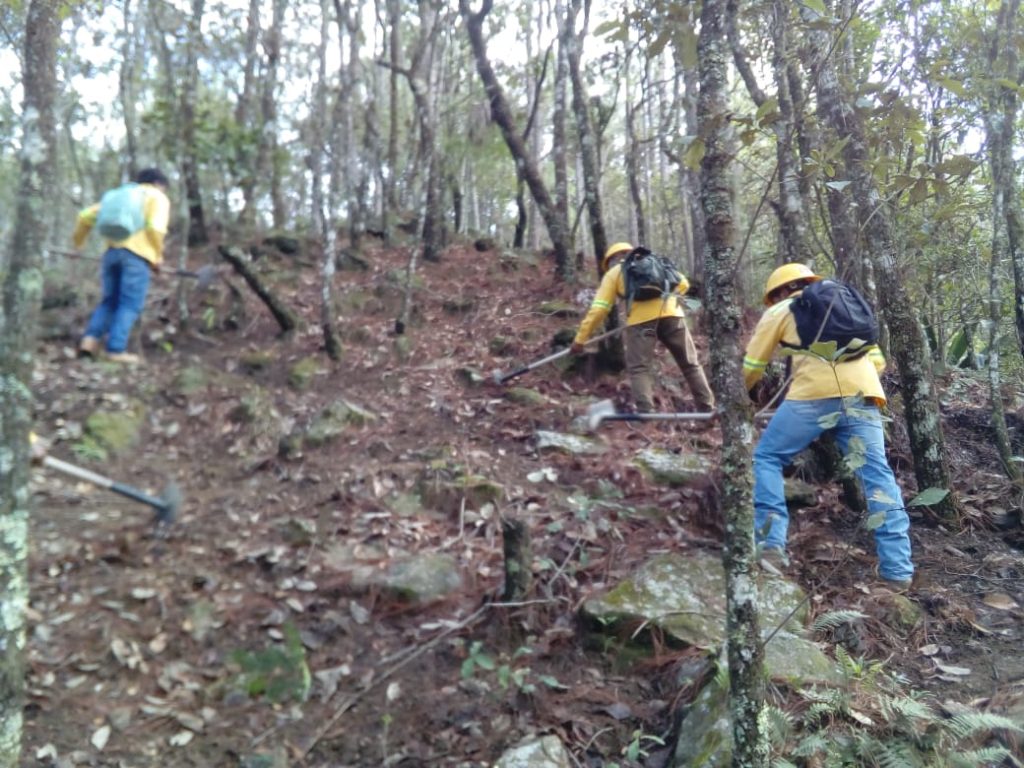 Rehabilita Coesfo brecha cortafuego en Cerro del Vidrio, San Juan Lachao (2)