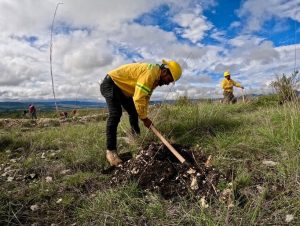 Siembra Coesfo más 200 mil plantas durante Jornada Estatal de Reforestación 2025 en nación Chocho-Mixteca (1)