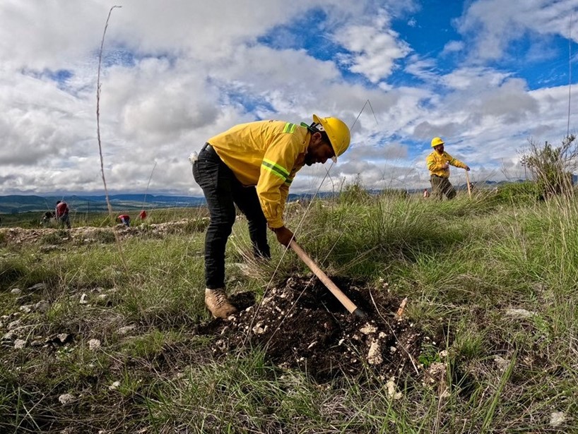 Siembra Coesfo más 200 mil plantas durante Jornada Estatal de Reforestación 2025 en nación Chocho-Mixteca (1)