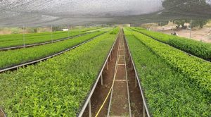 Vivero forestal de Tequisistlán, pilar de la reforestación en el Istmo de Oaxaca (1)