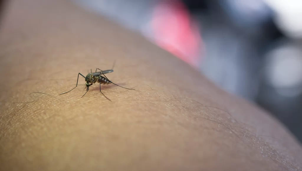 primer-plano-mosquitos-que-succionan-sangre-brazo-humano-scaled