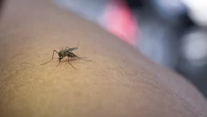 primer-plano-mosquitos-que-succionan-sangre-brazo-humano-scaled