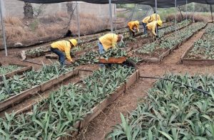 Coesfo y autoridades agrarias de Sola de Vega trabajan unidos por la recuperación ambiental-2