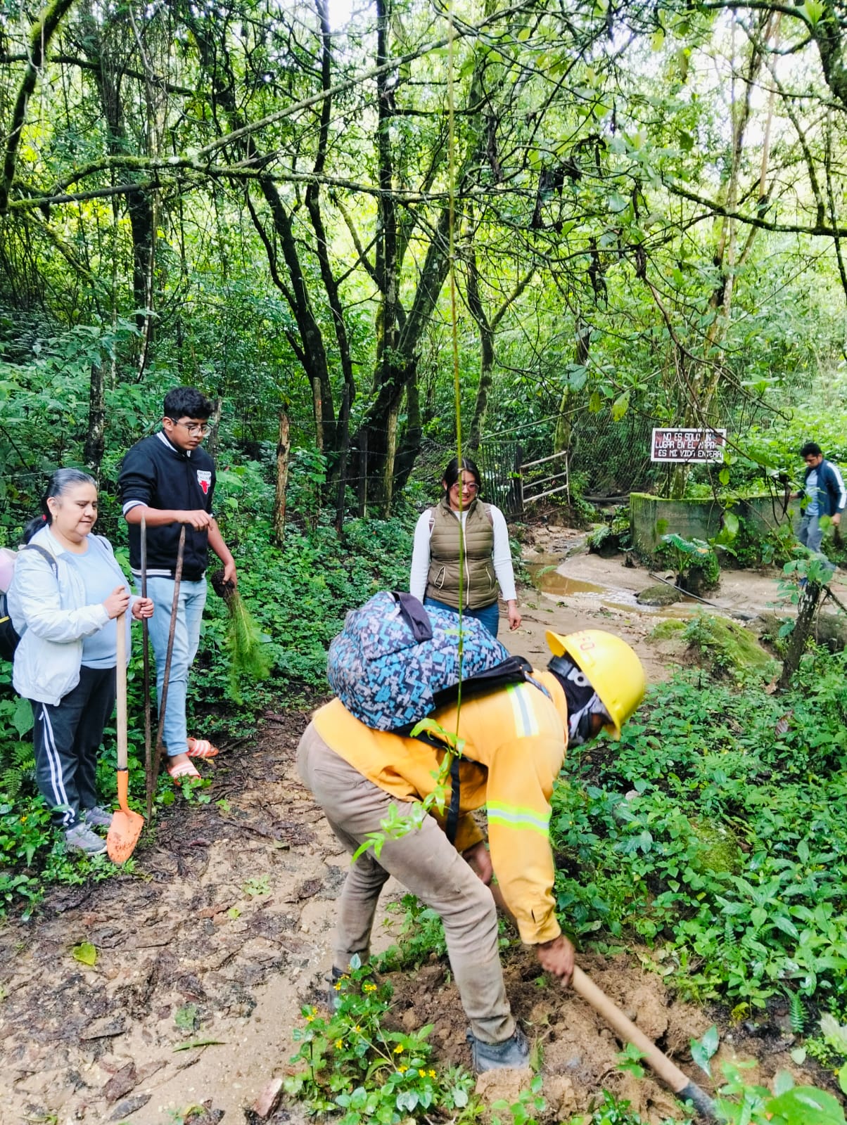 Con Reforesta Oaxaca 2025 se han atendido más de 9 mil hectáreas de ecosistemas forestales 3