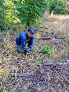 Dona Coesfo más de 8 mil árboles de Reforesta Oaxaca en San Juan Cotzocón (1)