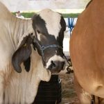 Se alista la Expo Ganadera y Agrícola Tlaxiaco 2025 en el histórico Barrio de San Diego