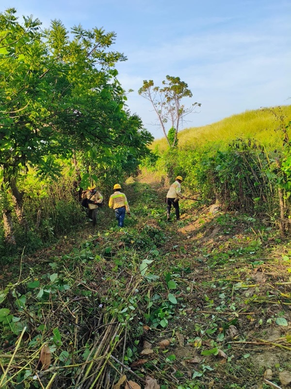 Rehabilita Coesfo brecha cortafuego en Pinotepa Nacional para proteger zona forestal en temporada de estiaje-2