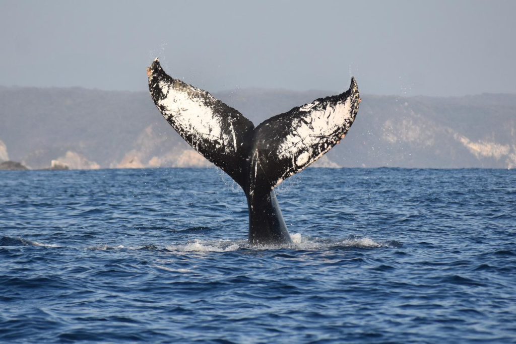 Continúa la temporada de avistamiento de ballenas jorobadas en la Ruta de la Costa Oaxaqueña Sectur (1)