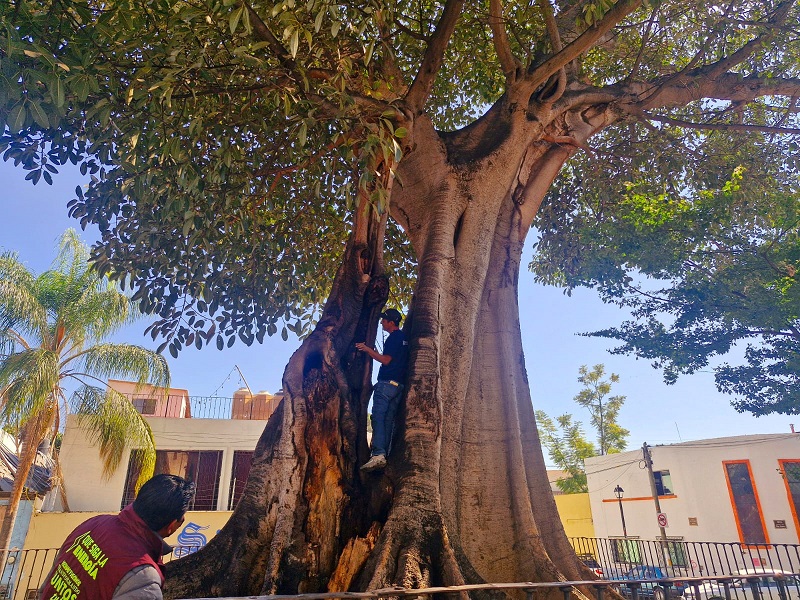 MA_Árbol Notable_4