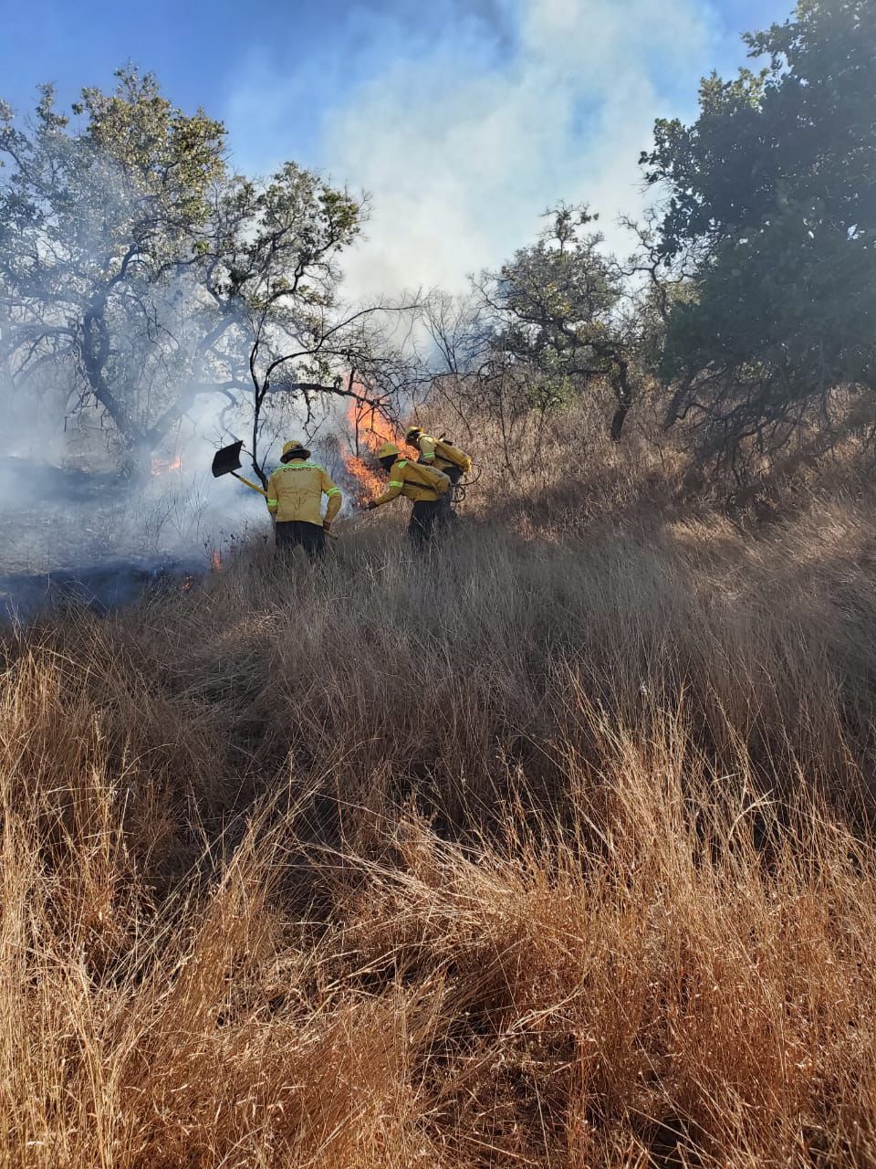 Atiende Coesfo cuatro incendios forestales registrados en diferentes regiones de Oaxaca-3