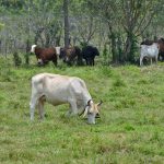 Arranca en Oaxaca el #programa masivo de #aretadobovino